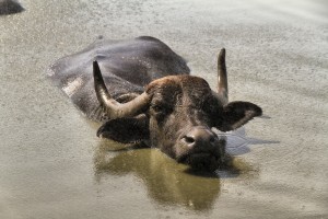 Buffalo in water, Mozzarella di Bufala