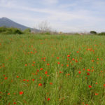 Random image: Field of Italian Poppies