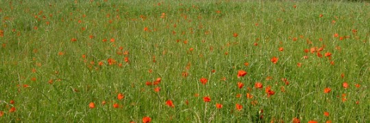 Field of Italian Poppies